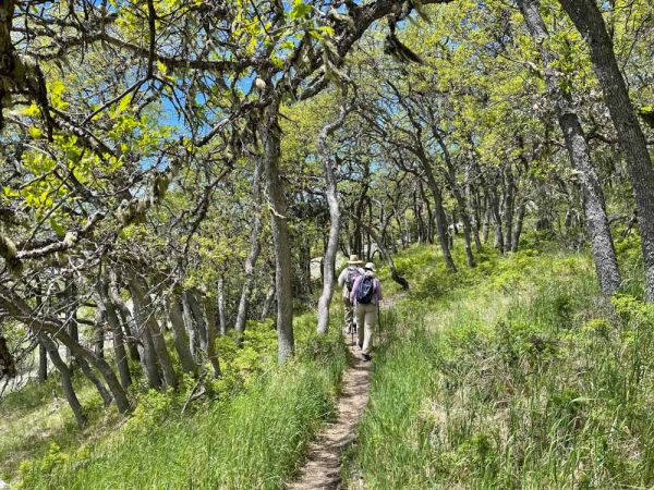 hikers in oak savanna section of Greensprings Loop Trail