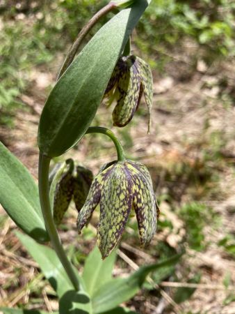 Checker Lily (Fritillaria affinis)