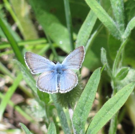 Silvery blue butterfly closeup