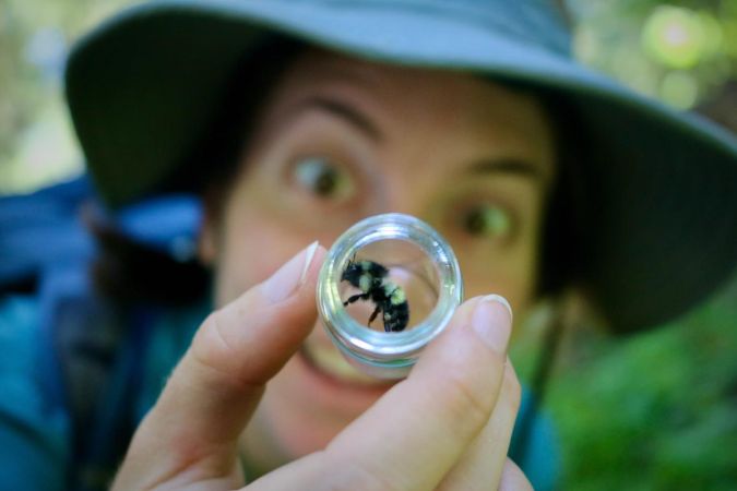identifying a bee, photo by Lauren Angel/BLM