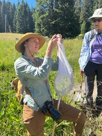 volunteer identifying netted native bees during a hike and learn event